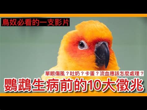 小鳥死掉怎麼處理|鳥突然死掉怎麼辦？